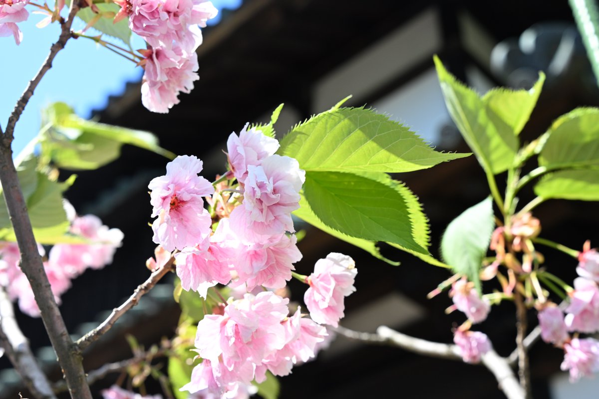 fNKikQJaOfxQ49N's tweet image. 新しいカメラ、レンズを購入
弘前城大手門前のTAMRONさん寄贈の桜を撮影
レンズは恐らく弘前製(?)のTAMRON Model A063
私の腕はともかく、ボケは美しい👍
#TAMRON