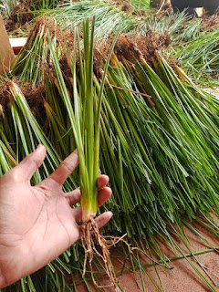 taman_flora's tweet photo. selamat datang disebuah website https://t.co/HmsAYr0uzB 

situs yang menjual rumput vetiver akar wangi di daerah depok jawabarat . sudah cukup lama kami telah menjalani bisnis jual rumput vetiver.

#rumputvetiver #minyakatsiri https://t.co/t1zhxSosyj