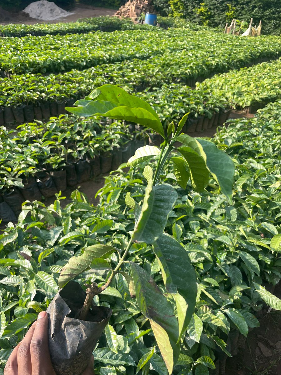 ByarugabaRemi's tweet photo. 📢 ANNOUNCEMENT: Seedling Distribution Program 

In line with our culture of giving back, we are pleased to announce that during the September–November planting season, we will distribute 10,000 high-quality KR coffee seedlings  and 10,000 cocoa seedlings  to farmers.

This initiative aims to boost farmer incomes, strengthen livelihoods, and promote sustainable agriculture.

Follow for more information & retweet to help us reach more farmers.

#Coffee #Cocoa #Uganda #PlantingSeason #Farmers #SustainableFarming