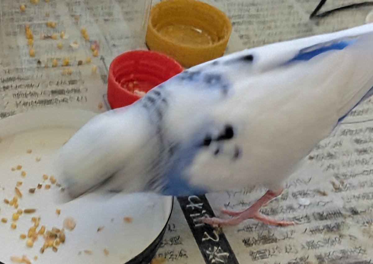 チャコ tweet media