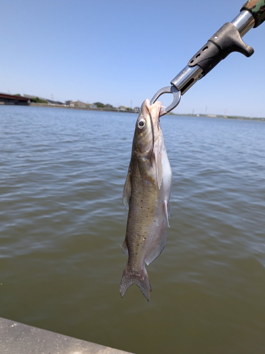 1年ぶりに霞ヶ浦のアメリカナマズ釣り。
昨日の爆風の影響か、過去イチ渋くてちびっ子しか釣れない😅
しかも、天気良すぎて日焼けした🥵