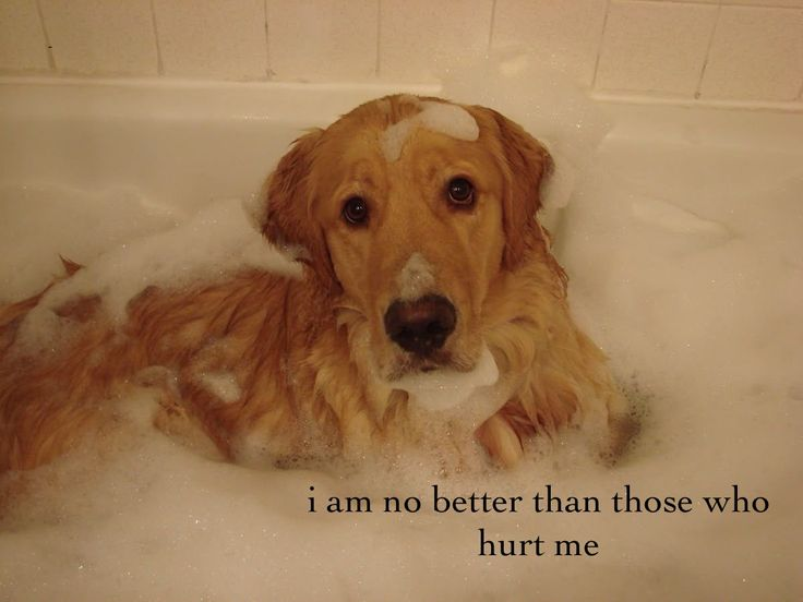 Dog tweet media