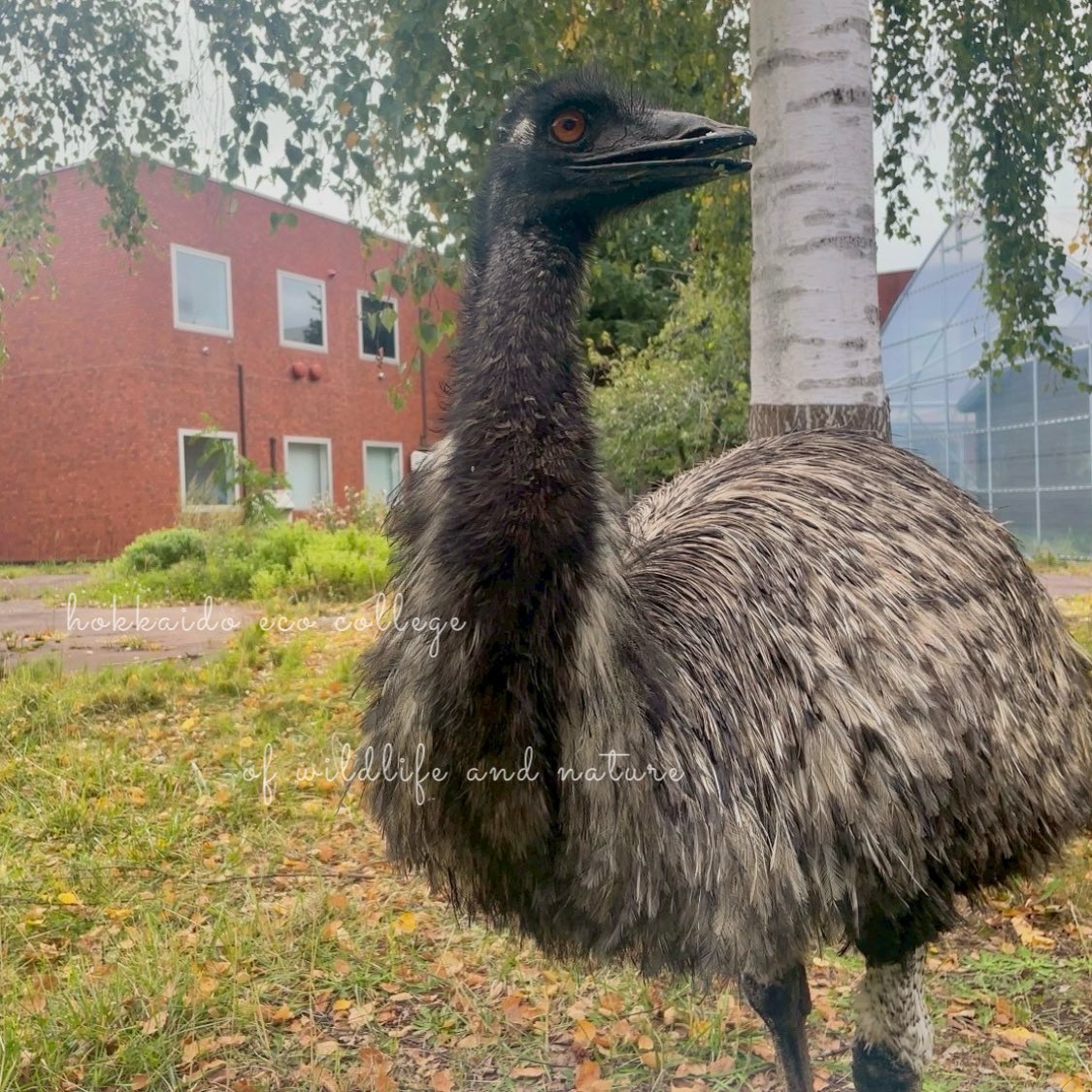 特別価格！ Feather and Brush：オーストラリア鳥類芸術300年 オーストラリアの鳥 ～約830種類の鳥が生息、その約45%が固有種