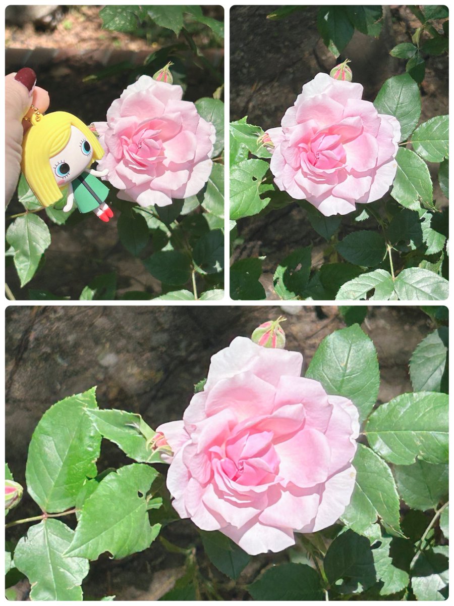 🇺🇦MIHAL （みはる）10th 令和女子のツイート日記🇺🇦 tweet media