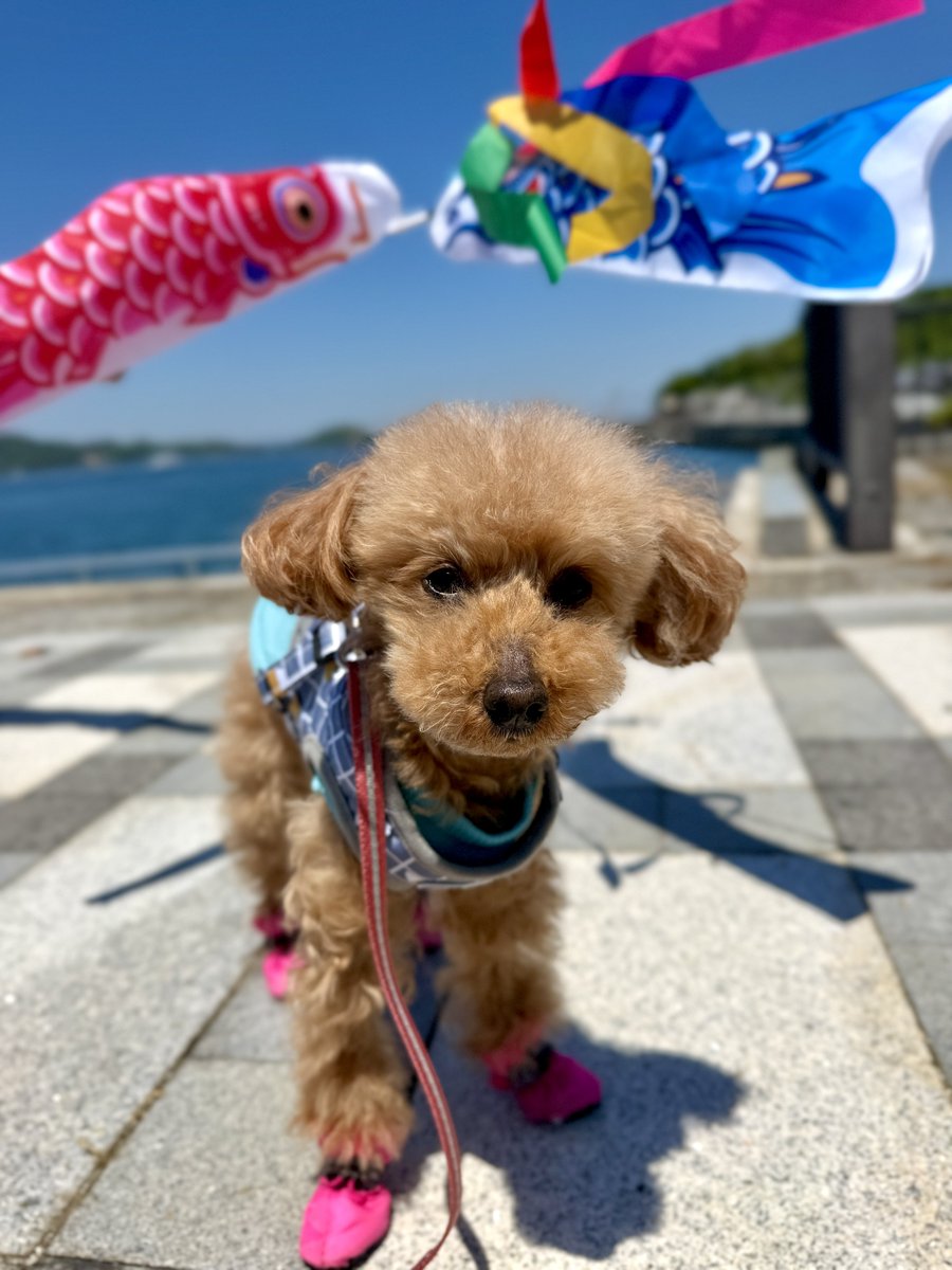 トイプー13歳シニア犬⭐︎ここあ tweet media