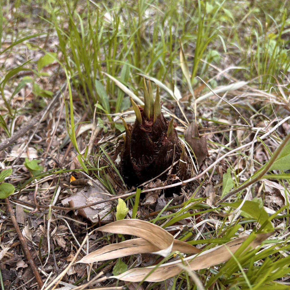 mroadriver1891's tweet photo. 【家庭菜園】今年も妻の実家で山菜採り🌱🌱
今年はなかなかタイミングが合わず、ふきのとうをスルーしてしまったのですが、何とか筍とタラの芽は取れました✊ https://t.co/gsHtClT1eX