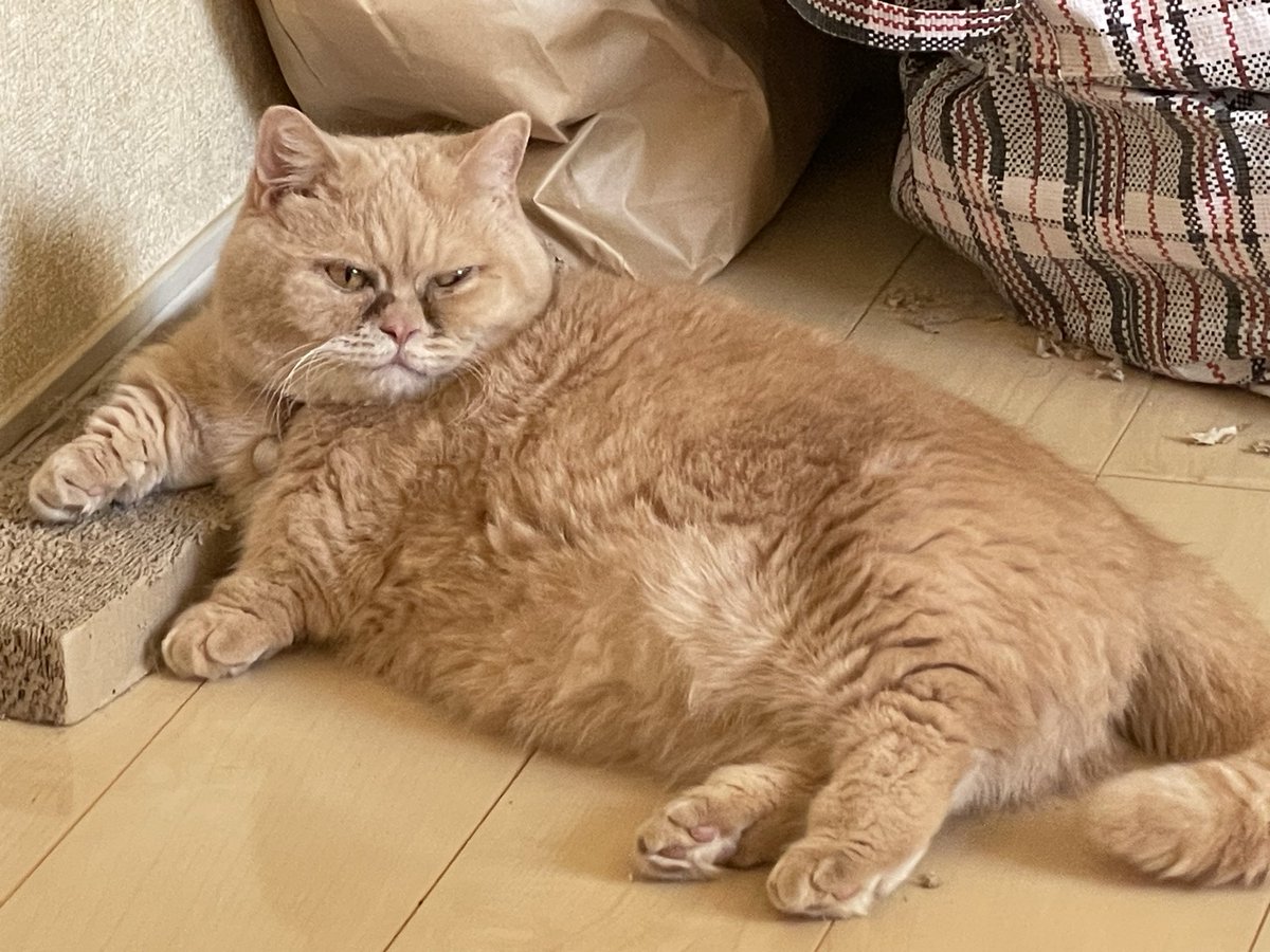 ざっとぃず お腹タプタプ たいちゃん