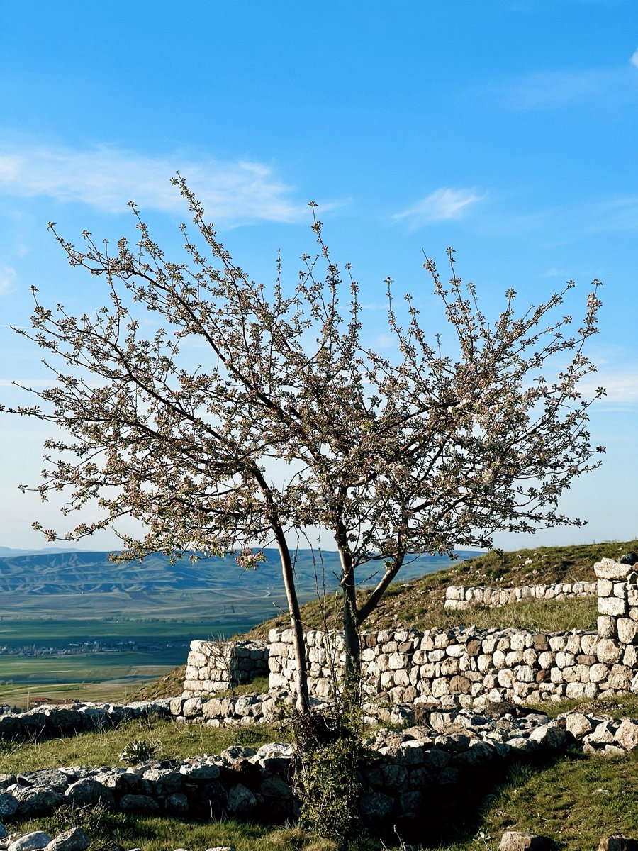 miskiamber's tweet photo. Binbir hali baharın. 🌱🪺🏔️

İkiztepe, Samsun • Hattuša, Boğazkale, Çorum • Antalya-Burdur. 29 Nisan-3 Mayıs 2026.

🎶 The Jesus and Mary Chain - April Skies: https://t.co/0W5sNbcgWA https://t.co/iX6EaZiE2D