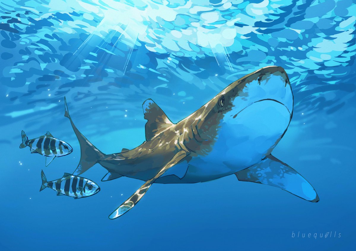 bluequills_'s tweet photo. got to draw an oceanic whitetip shark for the @20Kleagueszine for-charity ocean zine ! i love sharks so this was very fun, thank u for having me! https://t.co/PG3db0c54D