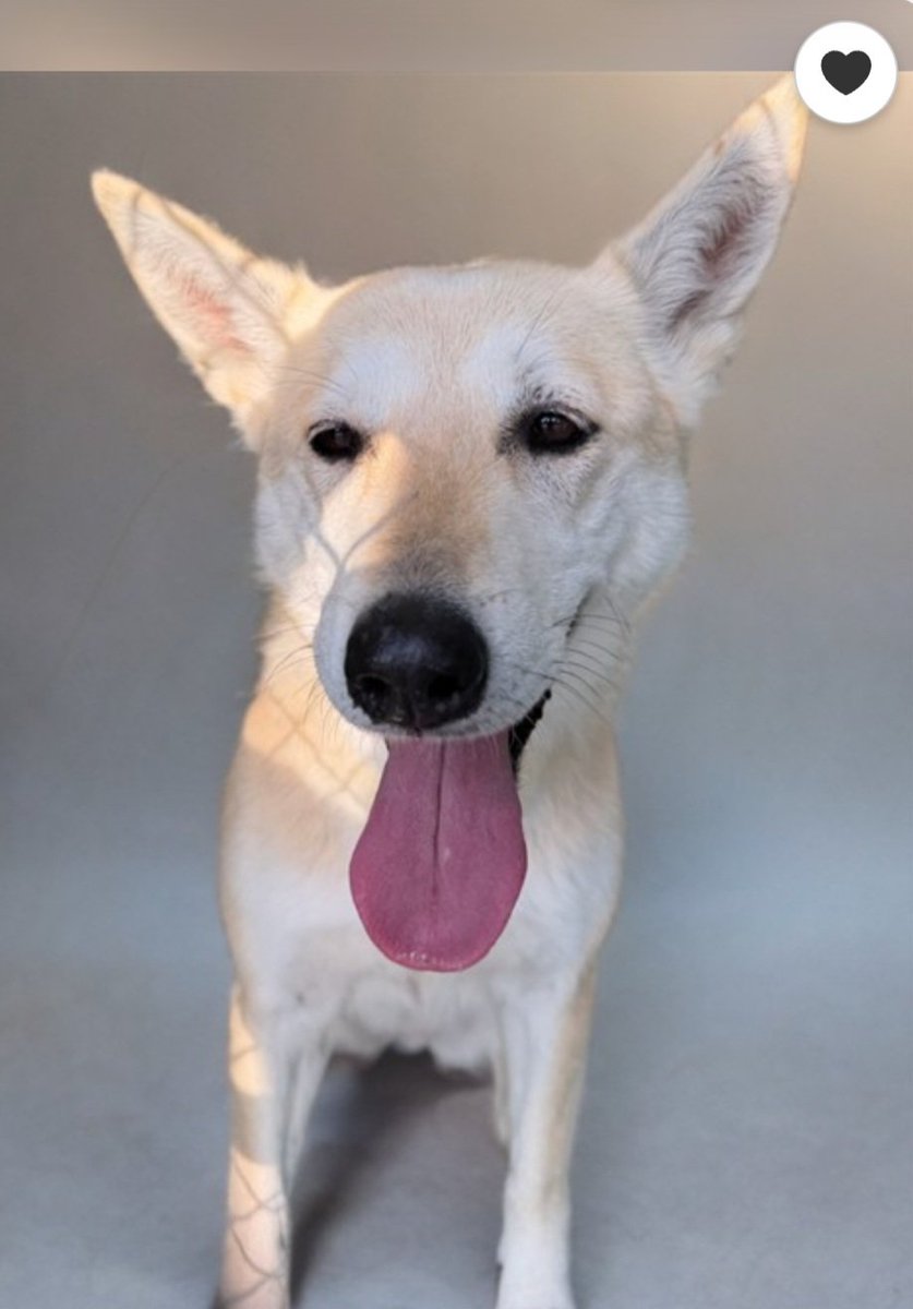 mapleveewesem's tweet image. 🆘️💔🆘️ 9 yo 47 lb white shepherd SADIE at Agoura #California ACC. Surrendered Sat., 5-2. She's available for adoption pending assessment. You can possibly visit &amp;amp; get that done while you wait. This is her first post. 
info 🔽  #A5773912