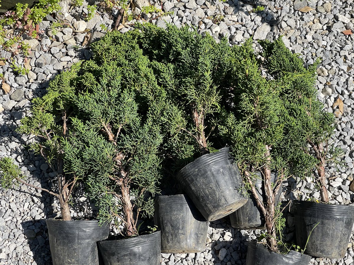 御薔薇様🌹盆栽します🌲バンボボーボンボビエー tweet media