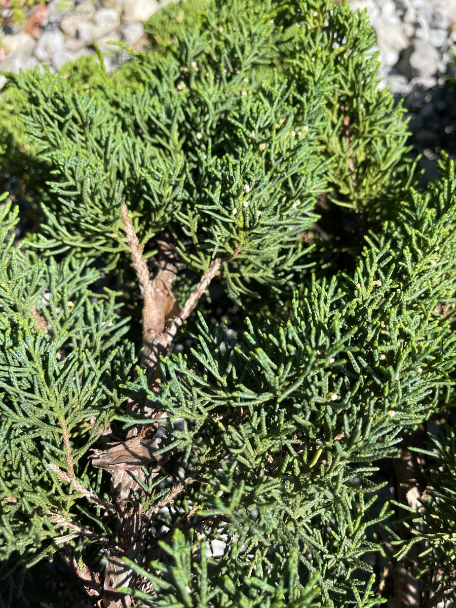 御薔薇様🌹盆栽します🌲バンボボーボンボビエー tweet media