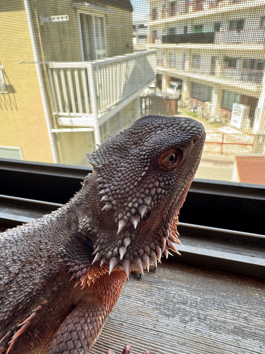 側腹見てもらったらわかるように、短くてシャビシャビ棘な「いかにもレッドモンスター」ではなく、突き刺さる太長いトゲをもつ赤黒を作ってます。レッドモンスター臭消すのがほんとめんどいけどがんばってます！
#フトアゴヒゲトカゲ