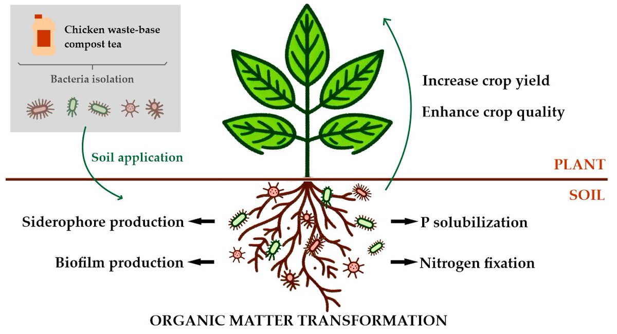 Horticul_MDPI's tweet image. 🍓 Beneficial bacteria can improve strawberry yield and fruit quality naturally.

📘 Title: Dual Benefits of Compost Tea Bacteria: Boosting ‘San Andreas’ #Strawberries’ Productivity and #Fruit #Quality.

🔍 Discover the full study: mdpi.com/2311-7524/12/2…

#MDPI #horticulture