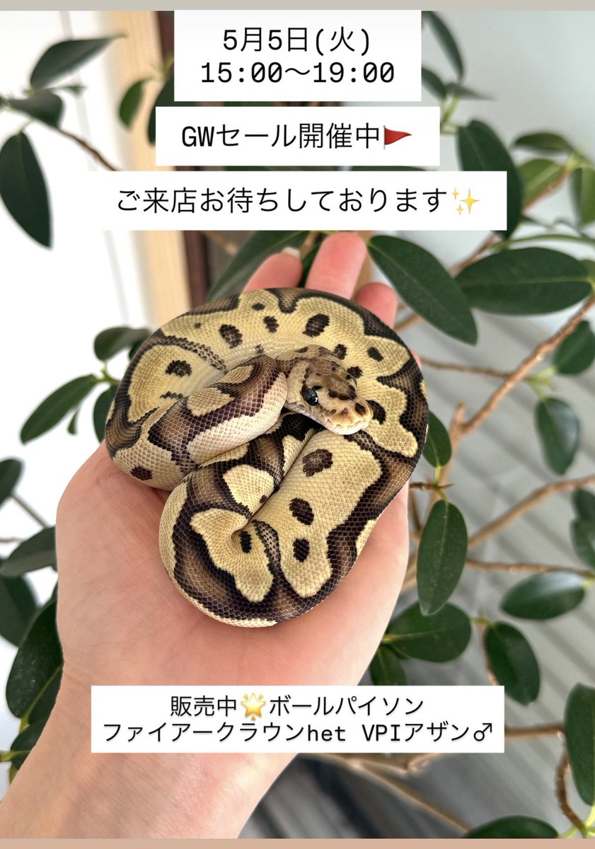#鳥取県米子市 #山陰 #爬虫類 #ナナレプ
