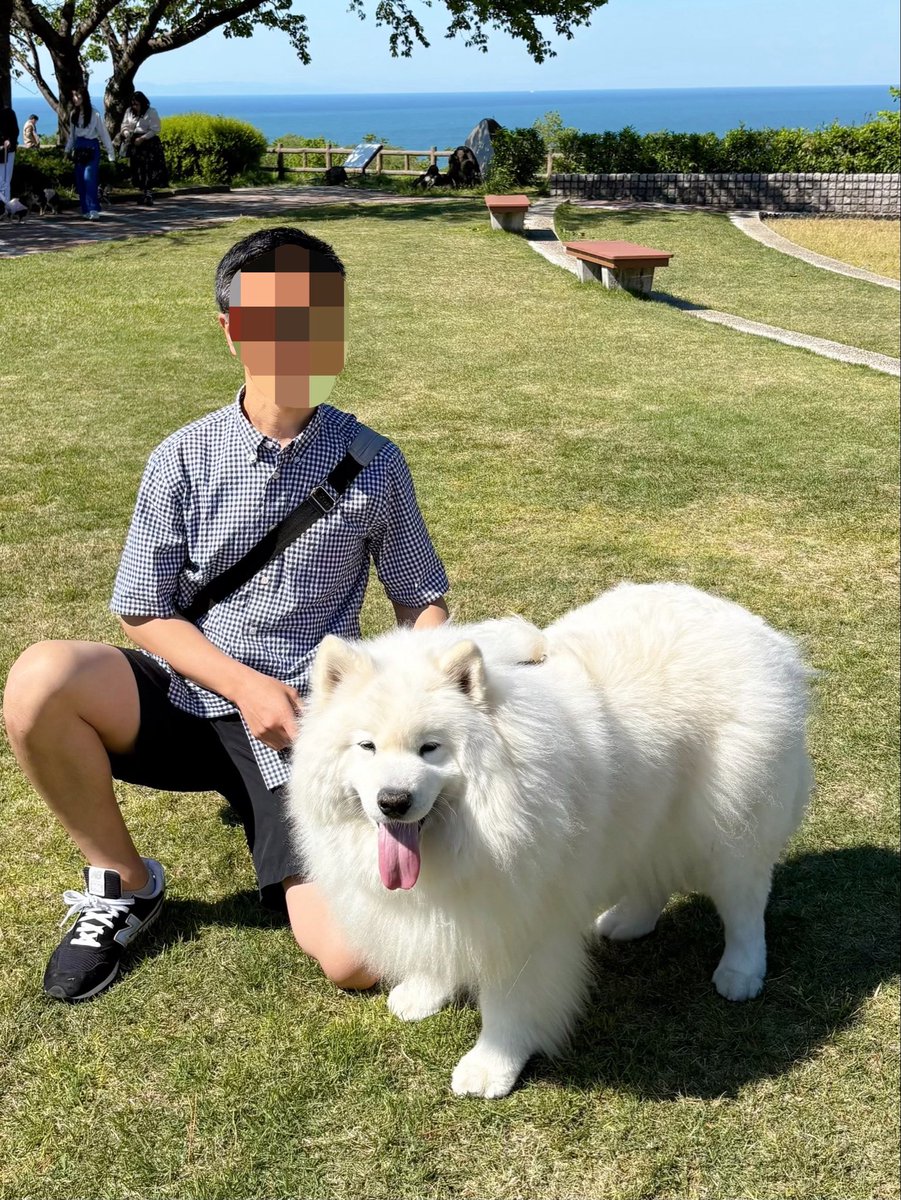 サモエドのサニー tweet media
