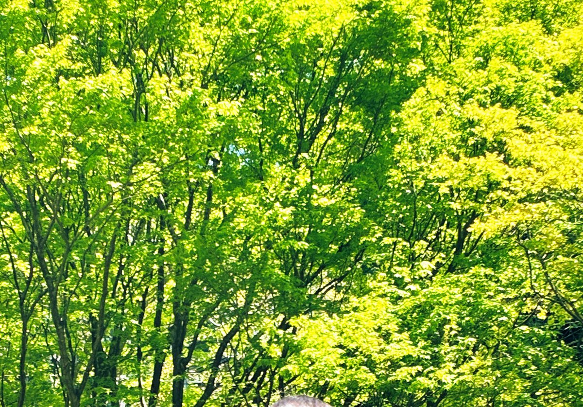 青🍃🍃🍃🍃🍃 tweet media