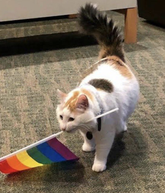 eroliko's tweet photo. @apotoglu @yaltakgurbuz Nirvana 🏳️‍🌈 https://t.co/wEty3SlkEL