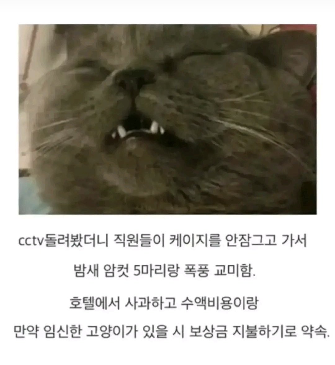 쿠쿠 tweet media