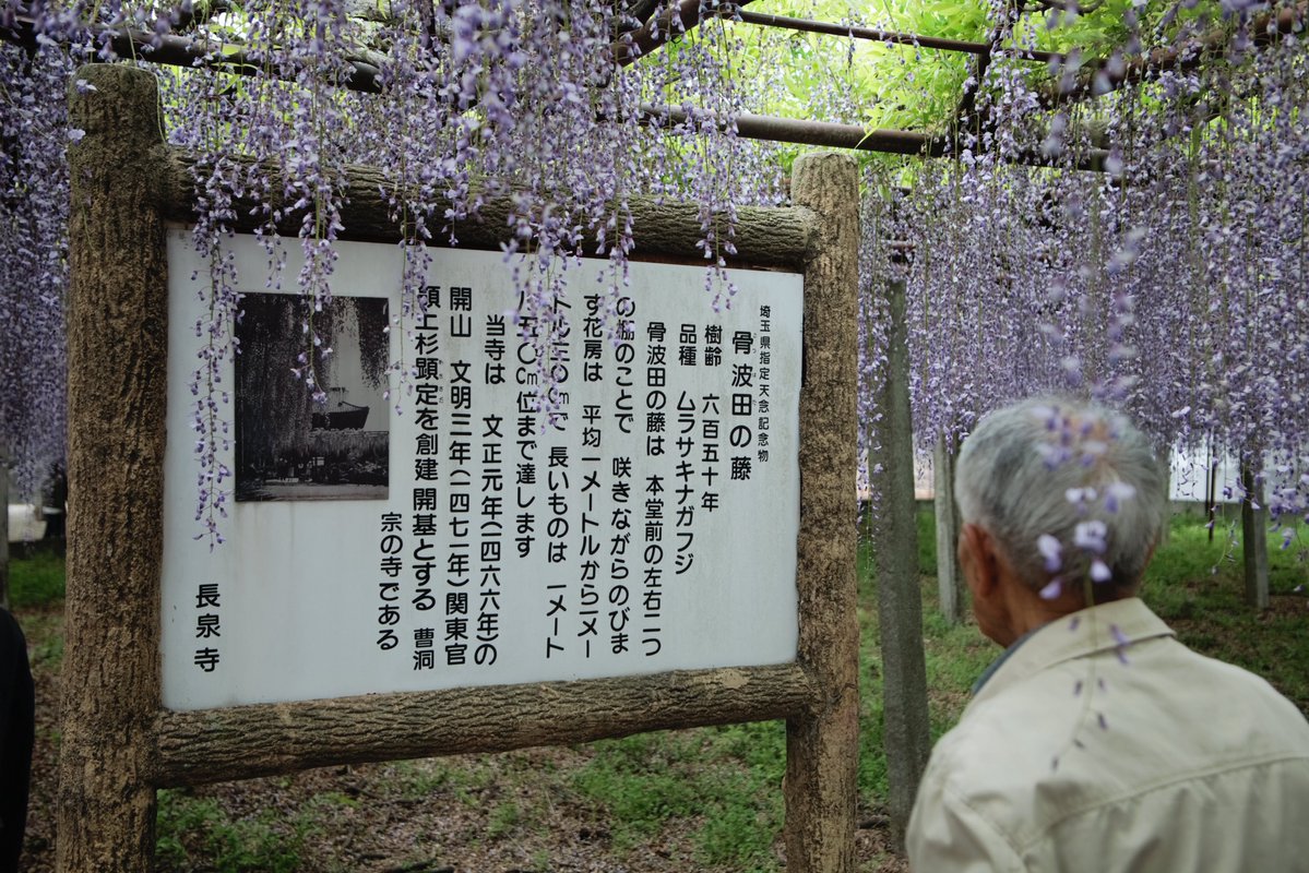 _KZSND's tweet image. 藤を広角ズームで………
#TAMRON 166D