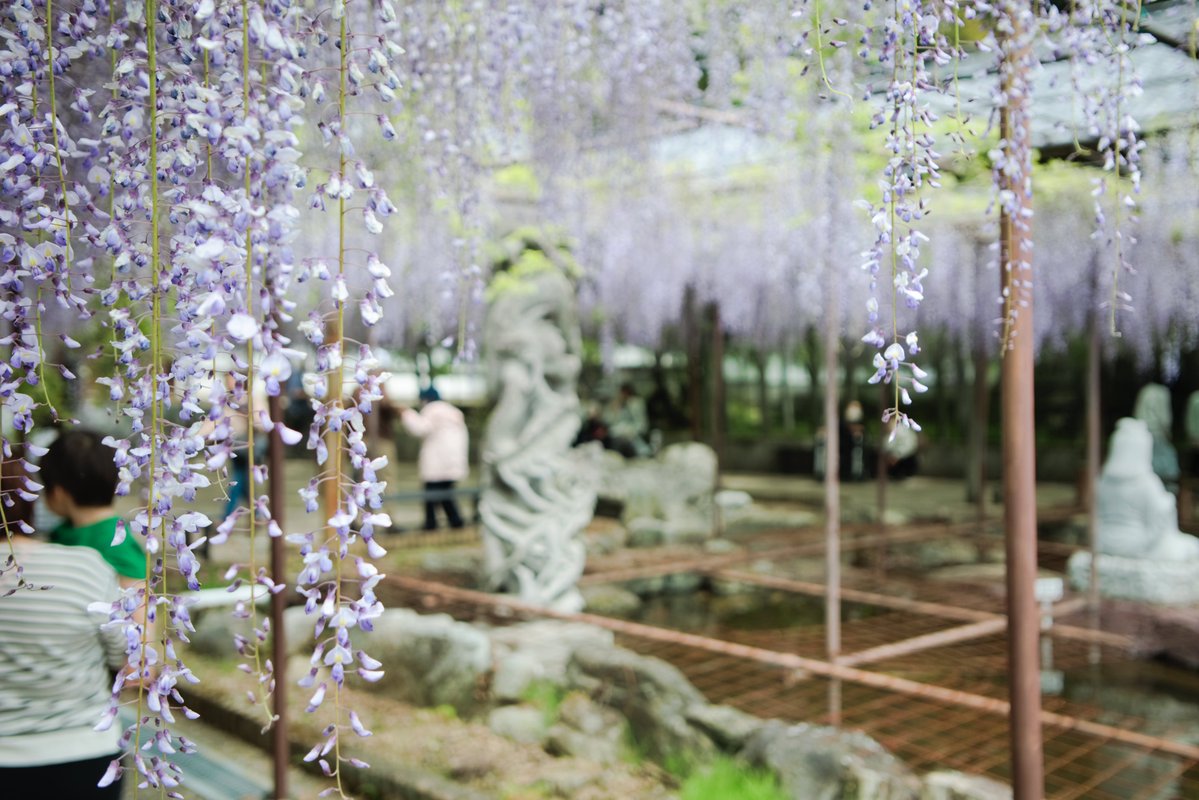 _KZSND's tweet image. 藤を広角ズームで………
#TAMRON 166D