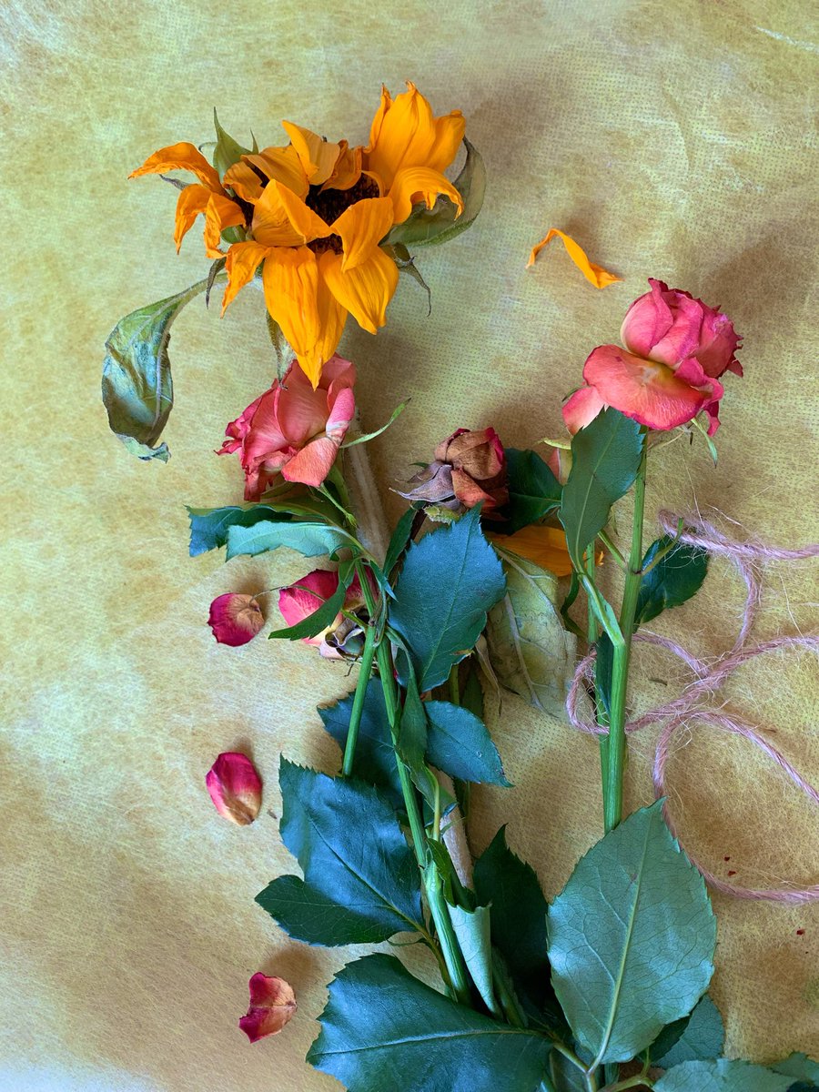 momochan_012's tweet image. withered flowers

押し花にした。

#Flowers #撮影モデル #向日葵 #薔薇