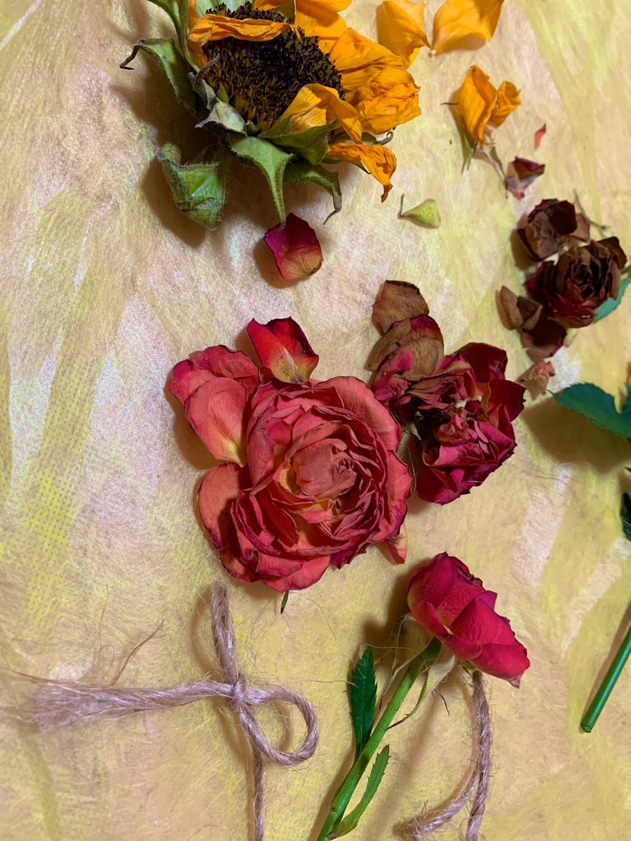 momochan_012's tweet image. withered flowers

押し花にした。

#Flowers #撮影モデル #向日葵 #薔薇