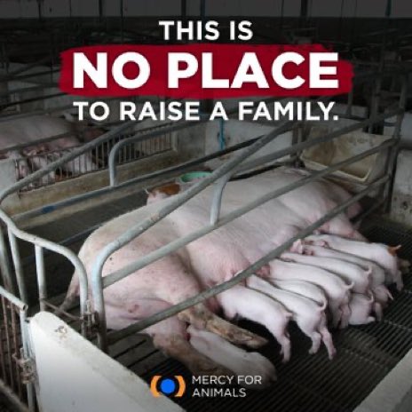 pdjmoo's tweet image. #FactoryFarms
🐷 3/4 of the world’s mother #pigs spend most of their lives in steel cages no bigger than a refrigerator, unable to turn around or move freely. 
They suffer at every stage of their lives.⠀
This is #AnimalCruelty. #NoFutureForFactoryFarming