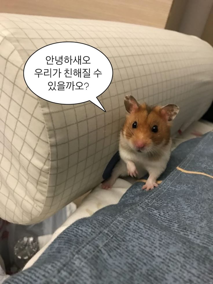 루코⌯' ▾ '⌯(플엑 일) tweet media