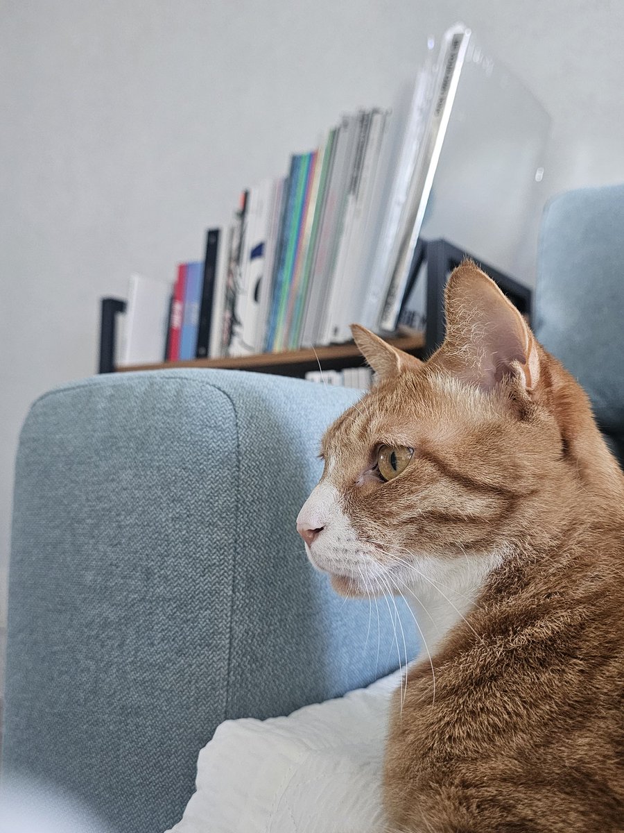 체리쉿🍒🐱🐾 tweet media