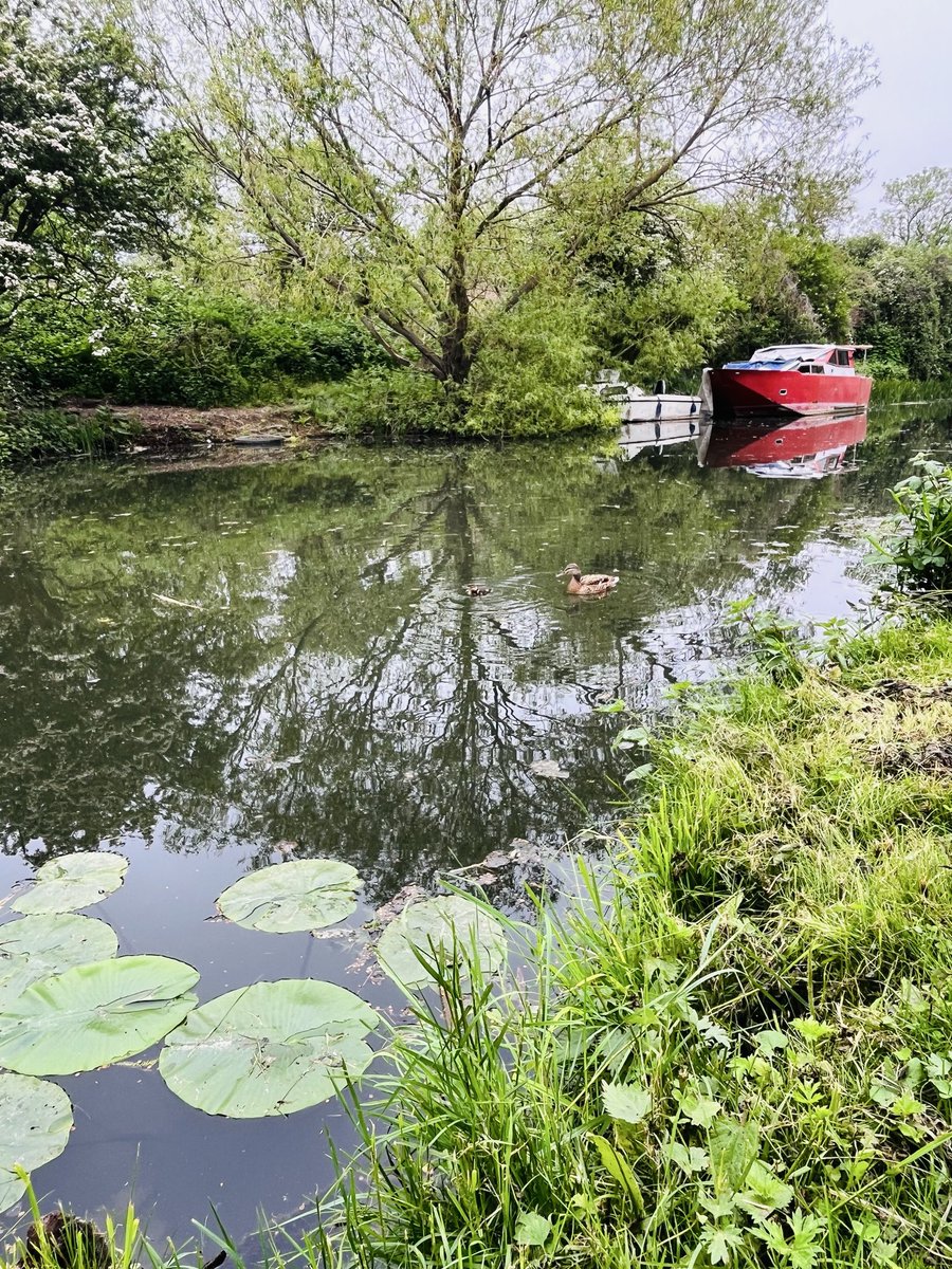 Elizabetht0000's tweet image. My📸 🫶   Good morning, ☕️🌹🦆🍃☀️.🤍 🍃🌳🏞️ ☘️

#nature #NatureLovers #PureNature
#England #UK #London 
#DailyPicture #iphonepicture