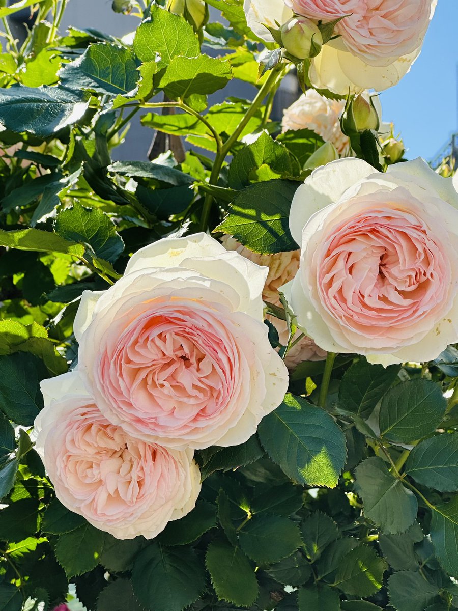 uminorihana's tweet photo. 人が多いと思ったら https://t.co/nV1JplIGHK