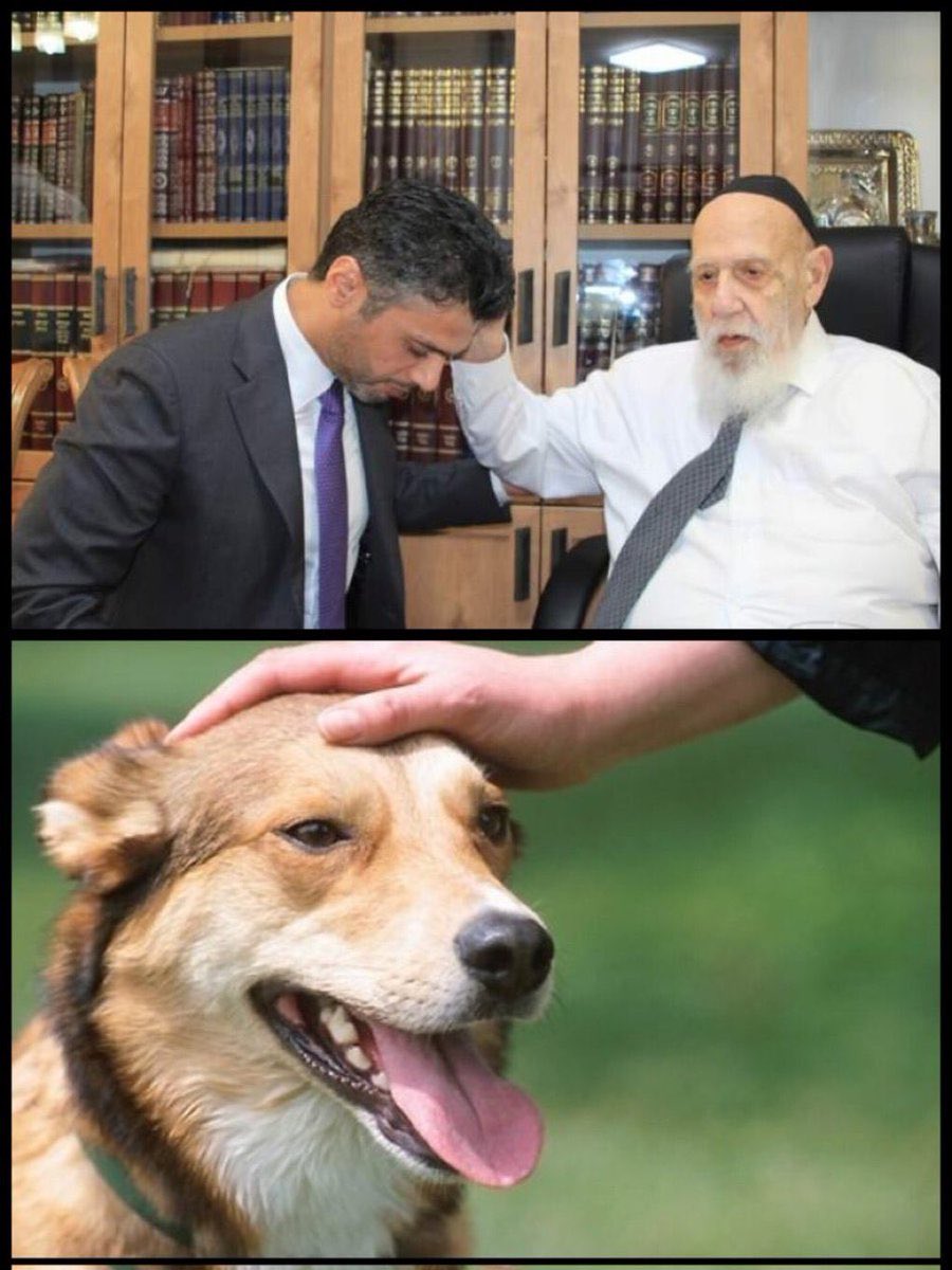 بودالهلالي 🦈BOD🦈 tweet media