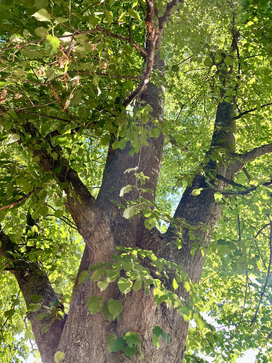 melanie_mjk's tweet image. Celebrating Treesday with a bright zesty Lime, its leaves seem to shimmer in the sunlight! Happy Tuesday everyone. 🌿🍃🌿 #ThickTrunkTuesday #treepeople #NatureBeauty #Tuesdaythoughts