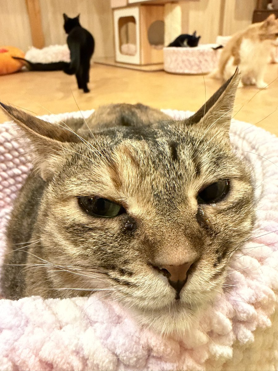 トクモリ次長 tweet media