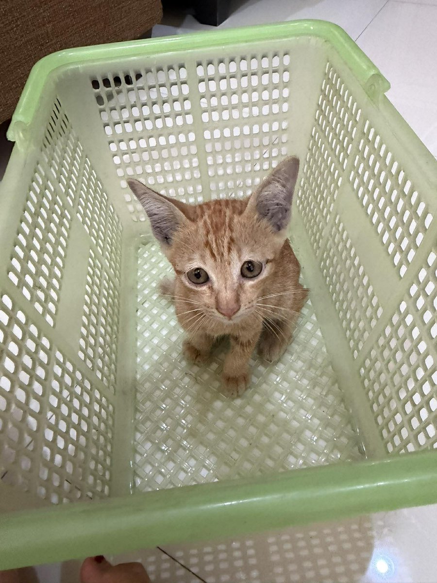 Catster & Co บ้านพักพิงแมวจร tweet media