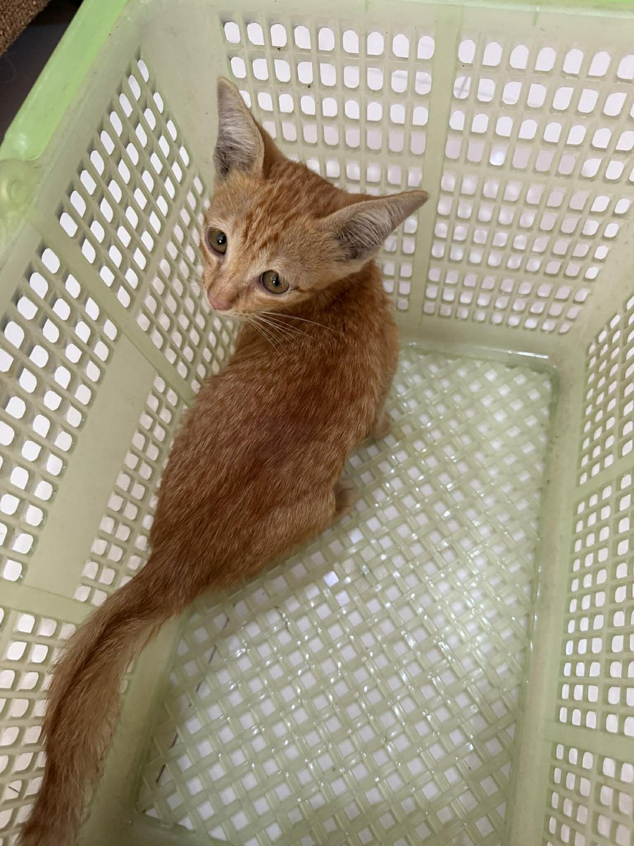 Catster & Co บ้านพักพิงแมวจร tweet media