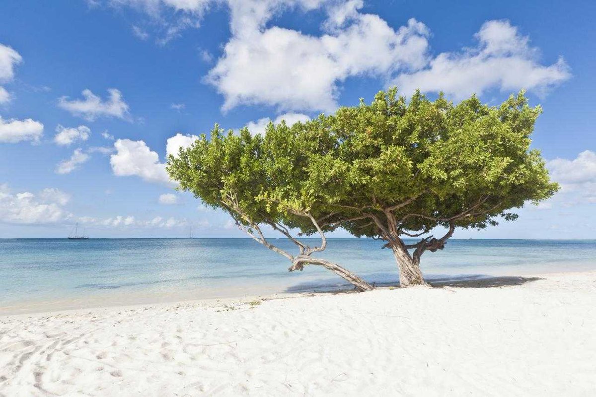 Travel_Bay's tweet image. Aruba = more than beaches 🌴

✔️ Eagle &amp;amp; Palm Beach vibes
✔️ Arikok adventure
✔️ Natural Pool (Conchi)
✔️ Unreal sunsets
Mix chill + adventure
Guide 👇
travelbay.org/what-to-do-in-…
#Aruba #TravelTips