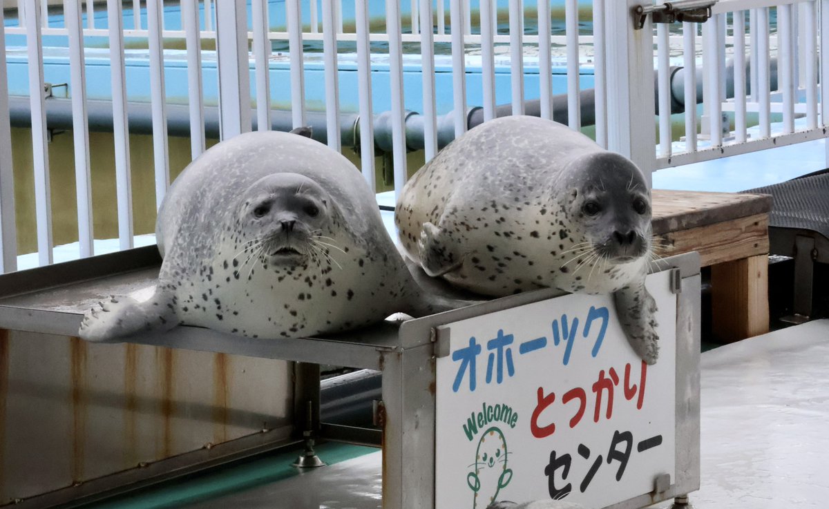 コゴト tweet media
