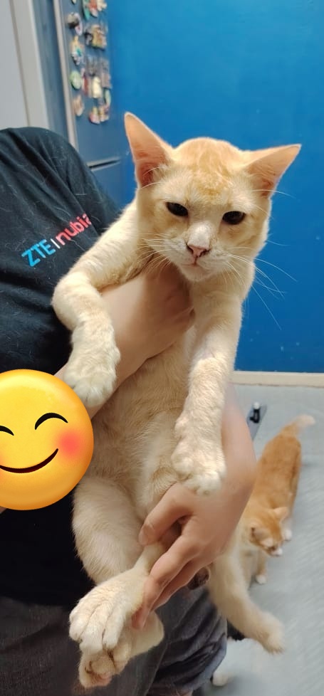 Kucing Terbuang tweet media