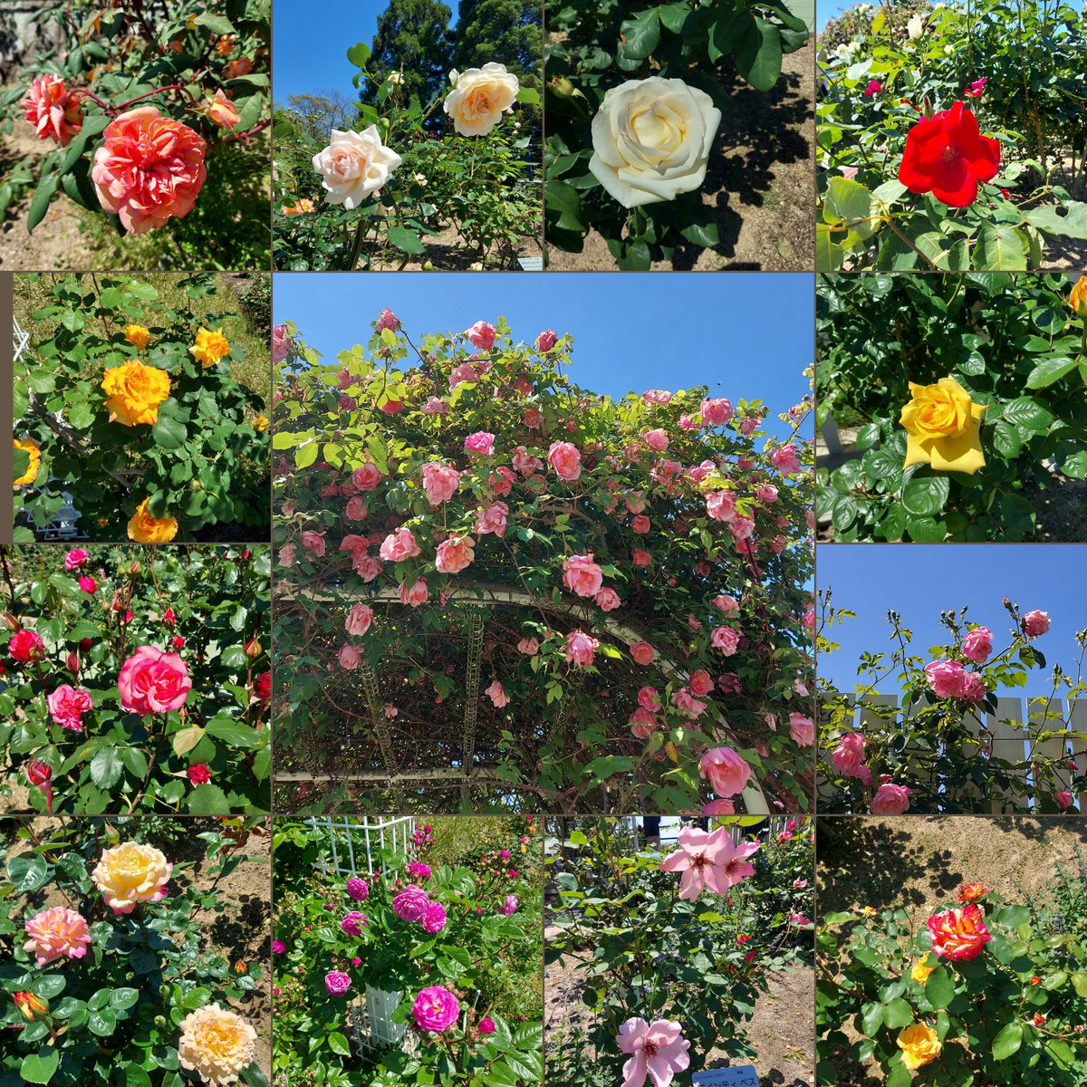 nico76_running's tweet image. ある日のラン。
花の苗プレゼントを目当てに植物公園までロング走🏃‍♀️
先着500人だったのに、開園1時間後にはもう配布終了してた…残念🥲
その分園内を満喫してきました🌼

こっそり買ってたクリフトン10、ついにデビュー👟
こういうロング走にピッタリで好みです☺

#running 
#ランニング