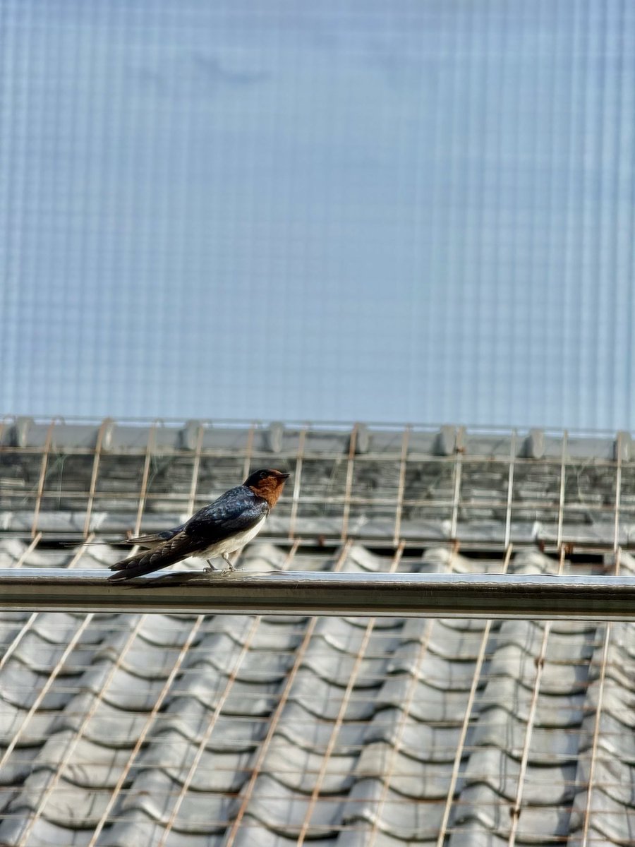 X0_0715's tweet photo. 屋根に燕の巣あって家の前でめっちゃ鳴いてる https://t.co/aIZxCb9fZo