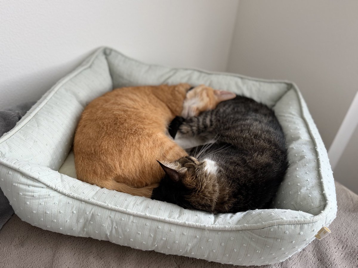 乙倉ゆい🐱🧡⇔乙倉由依*乙倉ゅい tweet media