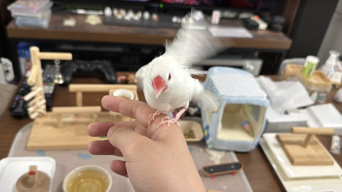 しろぶんのソラ tweet media
