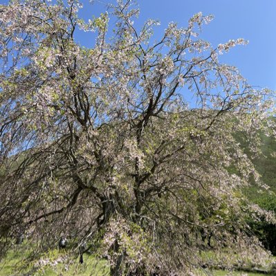 mydbpl's tweet photo. #新しいプロフィール画像 https://t.co/tR27Cnuy56