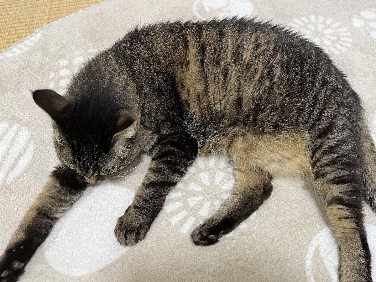 まめたろう ねこじま まめたろう (@nekojima_22) / Posts / X