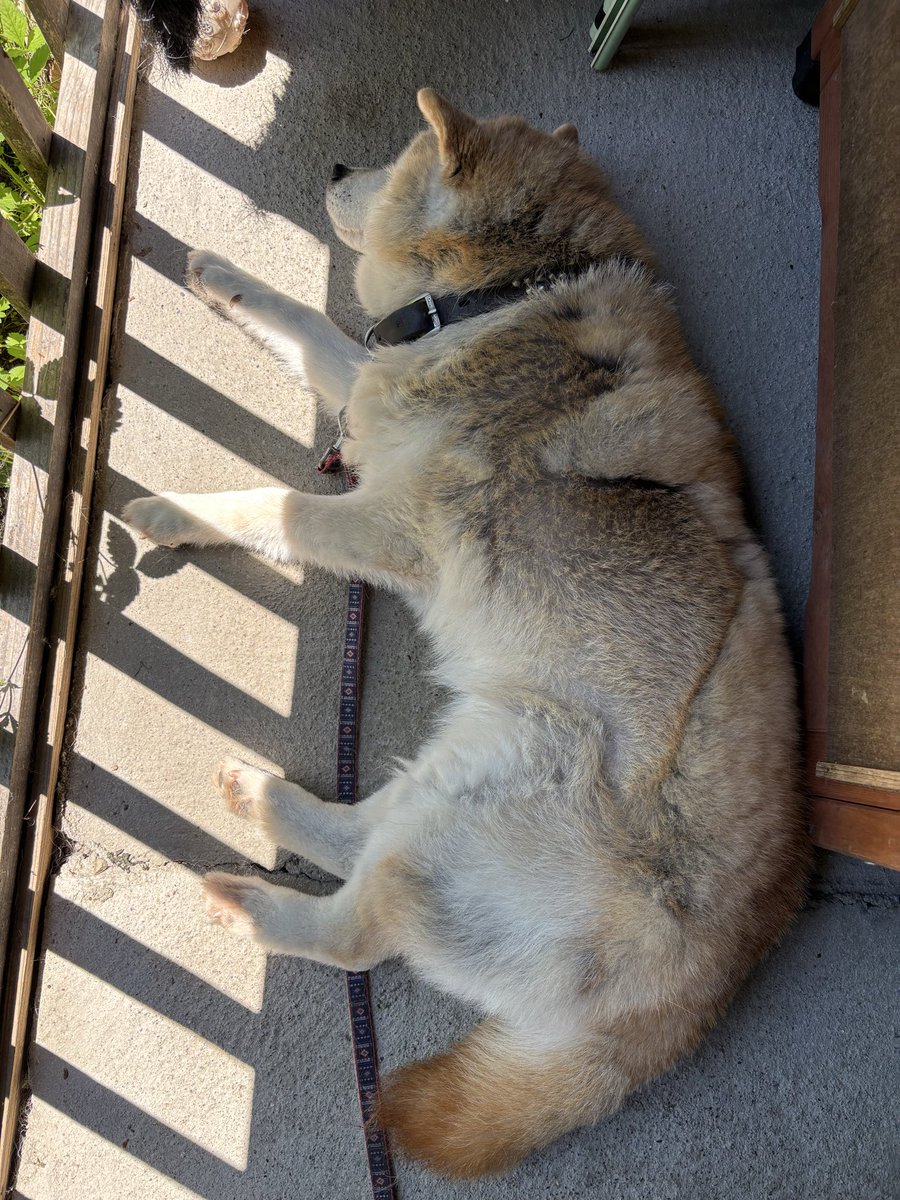 rierabbit109's tweet photo. 柴犬、元気に落ちてます🤭

#柴犬
#外犬
#田舎暮らし https://t.co/WoLJk8Y4ss