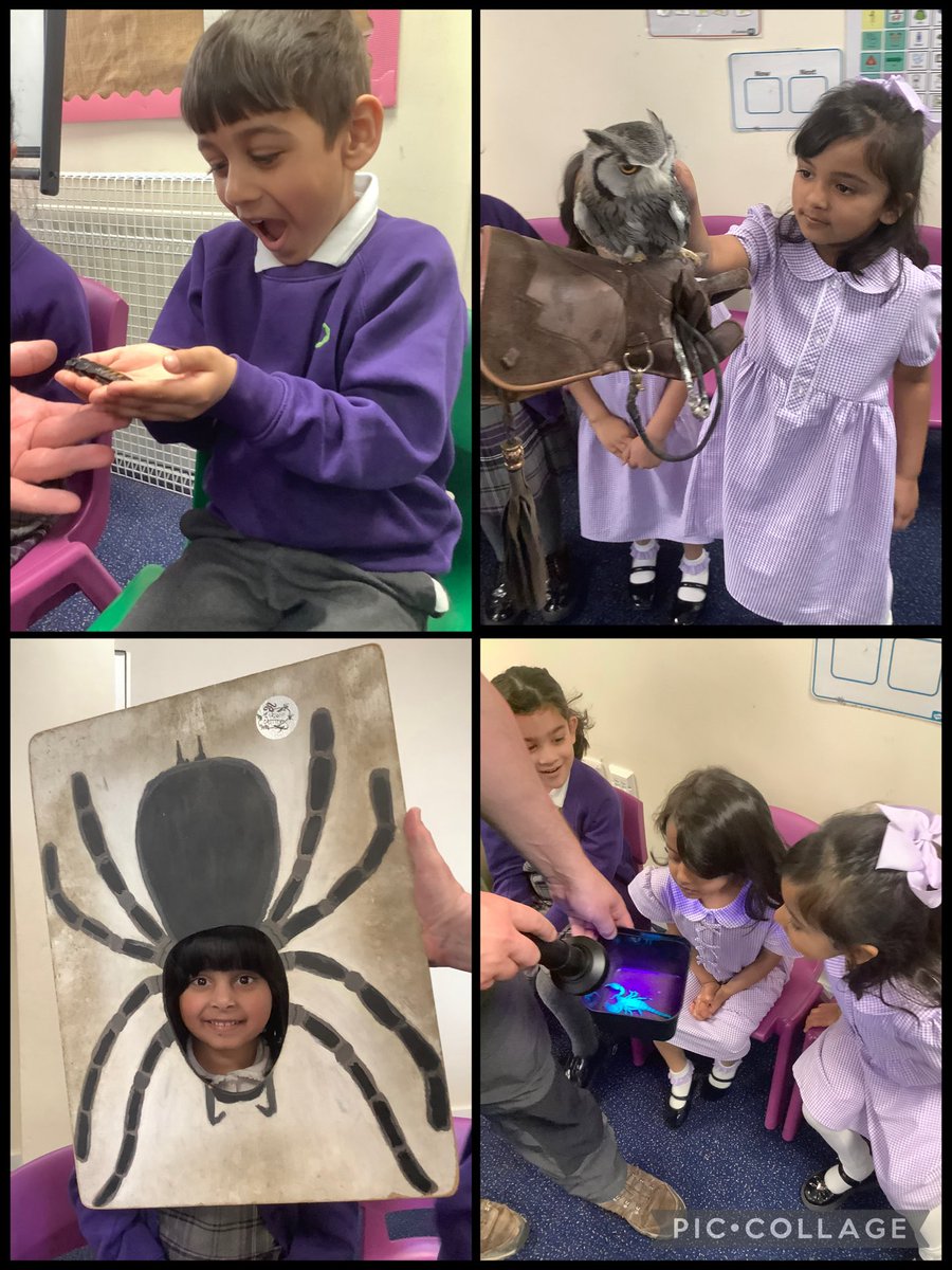 olive_bolton's tweet image. Up close to lots of #CuriousCritters #ThankYou @dannycritters for a fabulous experience #WeAreStar #Awe #Wonder #EYFS #Science #Animals #Creatures #Experiences #Brave #LoveLearning