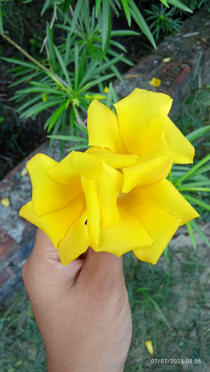 Samridhi Tiwari....💛 tweet media
