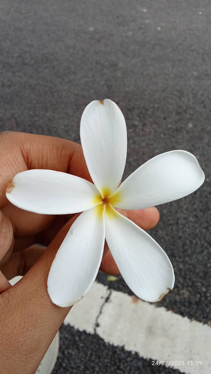 Samridhi Tiwari....💛 tweet media